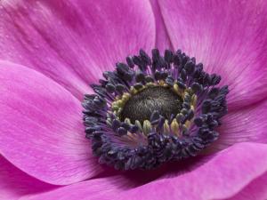 Anemone