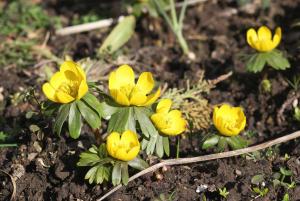 Winter aconite