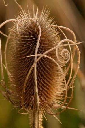 Teasel