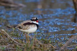 Black-fronted dotterel