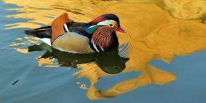 Mandarin duck