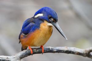 Alcedo azurea