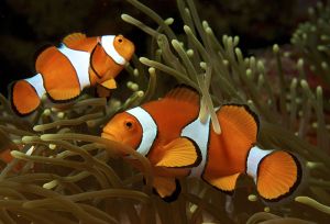 Ocellaris clownfish