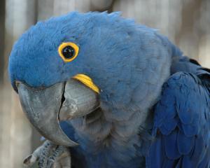 Guacamayo azul