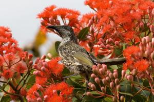 Little wattlebird