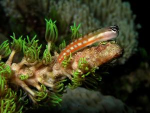 Axelrod's clown blenny