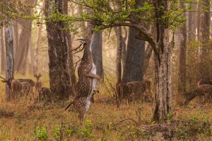 Chital