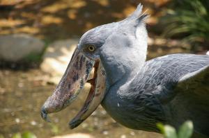 Shoebill