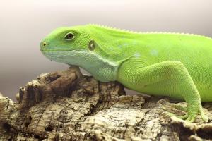 Fiji Banded Iguana