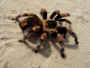 Mexican redknee tarantula