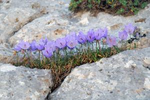 Campanula