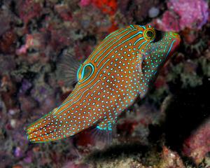 Canthigaster solandri