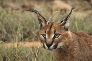 Caracal