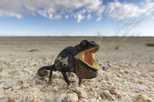 Namaqua chameleon