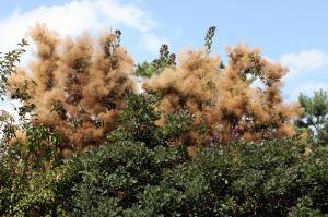 Árbol de Humo