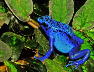 Dyeing dart frog