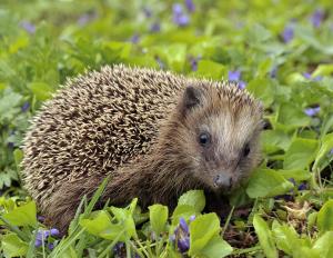 European hedgehog