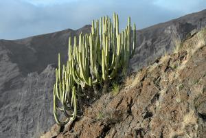 Canary Island spurge