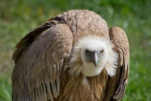 Griffon Vulture