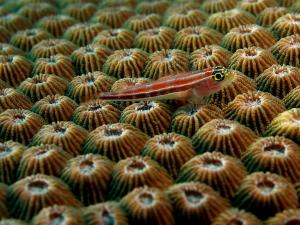 Tropical striped triplefin