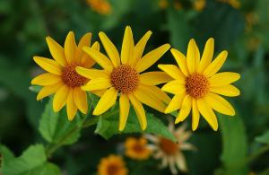 Smooth oxeye