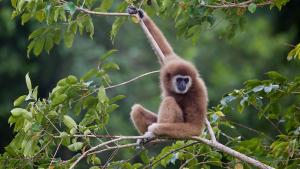 Lar gibbon