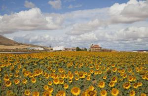 Campo de girasoles