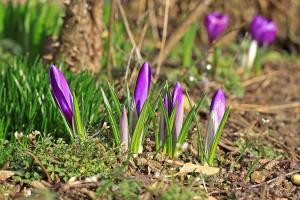 Crocus