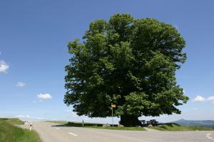 Small-leaved Lime