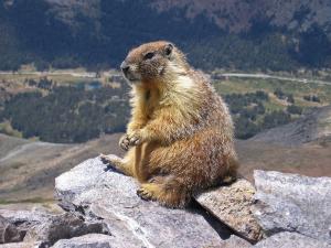 Marmot