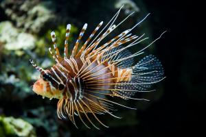 Lionfish