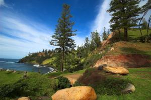 Norfolk Island Pine