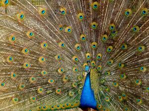 Pavo real