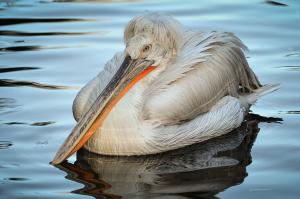 Dalmatian pelican