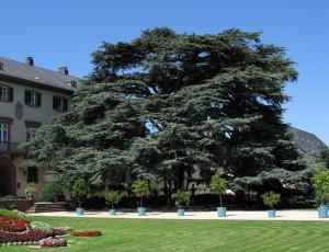 Lebanon cedar