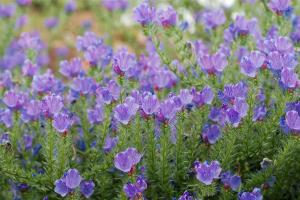 Purple viper's bugloss