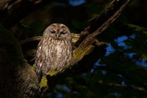 Tawny owl