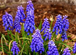 Grape hyacinth