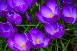 Crocus