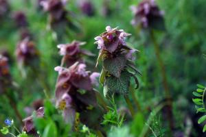 Purple deadnettle