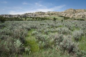 Sagebrushes