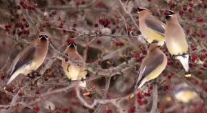 Cedar waxwings