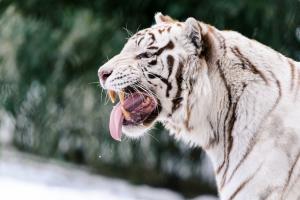 White tiger