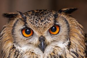 Eurasian eagle-owl