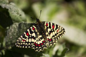 Mariposa arlequín