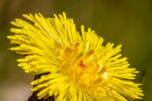 Coltsfoot