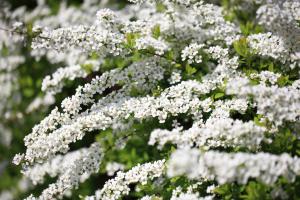 Thunberg's meadowsweet