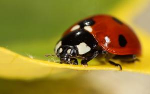 Ladybug