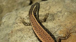 Eastern Water Skink