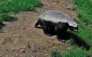 Honey badger